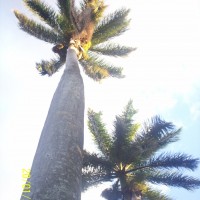 Foto de Alajuela