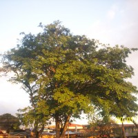 Foto de Alajuela
