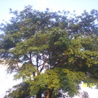 Foto de Alajuela