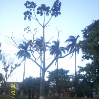 Foto de Alajuela