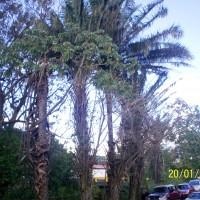 Foto de Alajuela