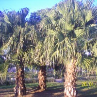 Foto de Alajuela