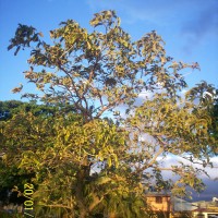 Foto de Alajuela