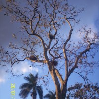 Foto de Alajuela