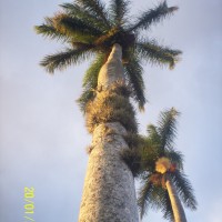 Foto de Alajuela