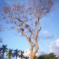 Foto de Alajuela