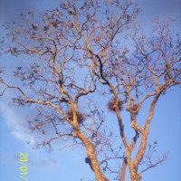 Foto de Alajuela