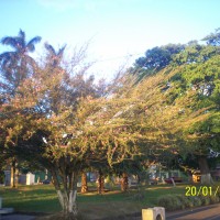 Foto de Alajuela