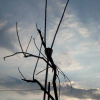 Foto de Tapachula