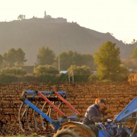 Foto: Recogiendo sarmientos - Subirats
