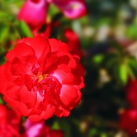 Foto: Flores - Valencia