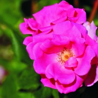 Foto: Flores - Valencia