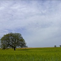 Foto: 120512-01 SAN GREGORIO - Alconchel De Ariza