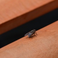 Foto: MOSCA - Alajuela