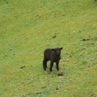 Foto: Quinchao - Quinchao