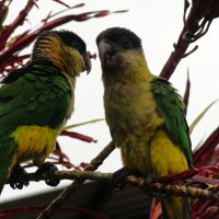 Foto: Chilicres - Simón Bolívar (Villa Flora)