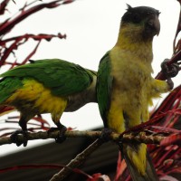 Foto: Chilicres - Simón Bolívar (Villa Flora)