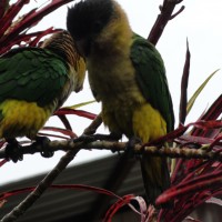 Foto: Chilicres - Simón Bolívar (Villa Flora)