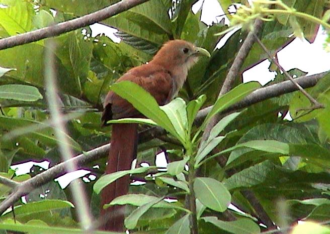 Foto de Isla Venado, Costa Rica