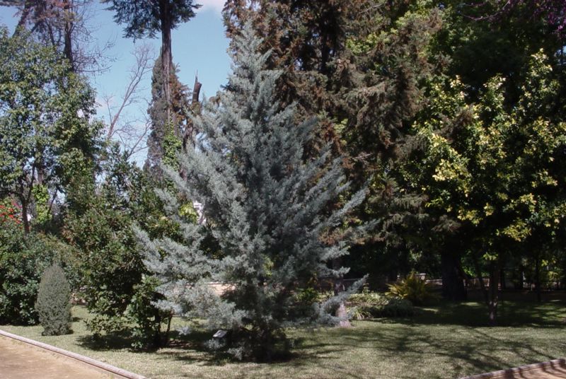 Foto de Jerez de la Frontera (Cádiz), España
