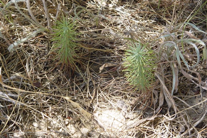 Foto de Serranía de Cádiz (Cádiz), España
