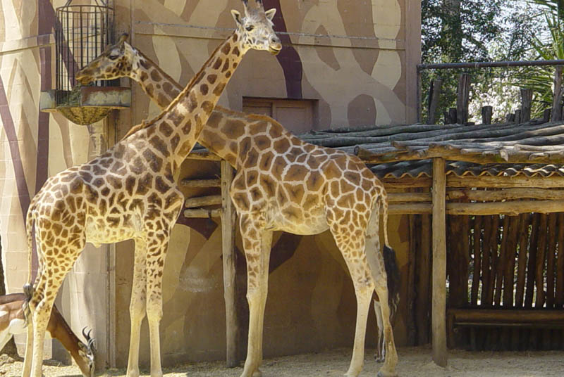 Foto de Jerez de la Frontera (Cádiz), España