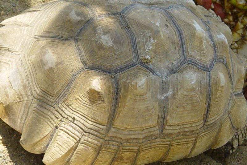 Foto de Jerez de la Frontera (Cádiz), España