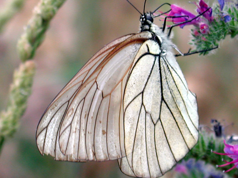 Foto de Valdeavellano (Guadalajara), España