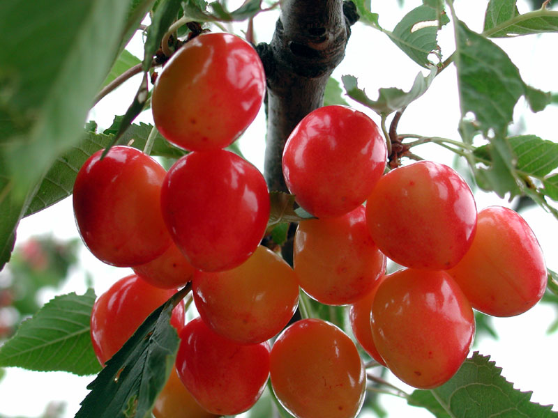 Foto de Valdeavellano (Guadalajara), España