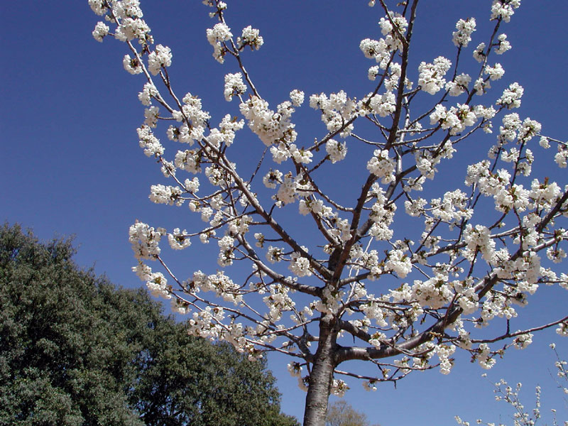 Foto de Valdeavellano (Guadalajara), España