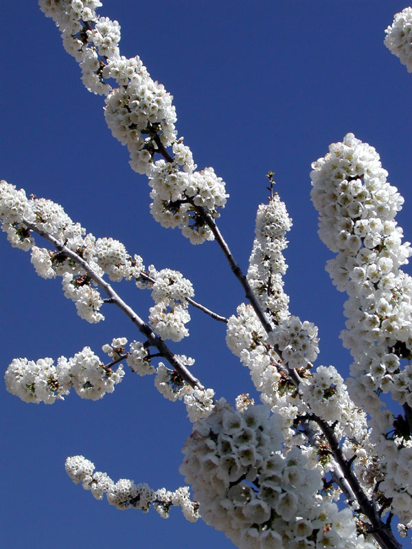 Foto de Valdeavellano (Guadalajara), España