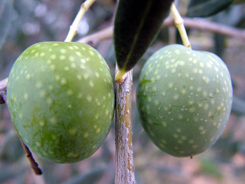 Foto de Valdeavellano (Guadalajara), España
