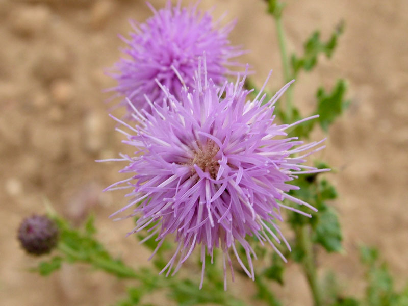 Foto de Valdeavellano (Guadalajara), España