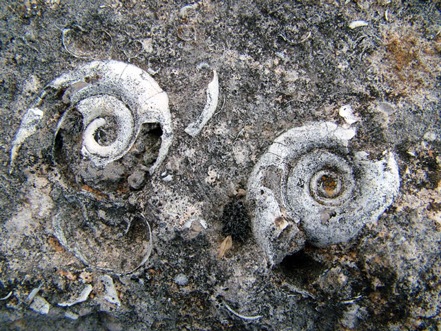 Foto de Valdeavellano (Guadalajara), España