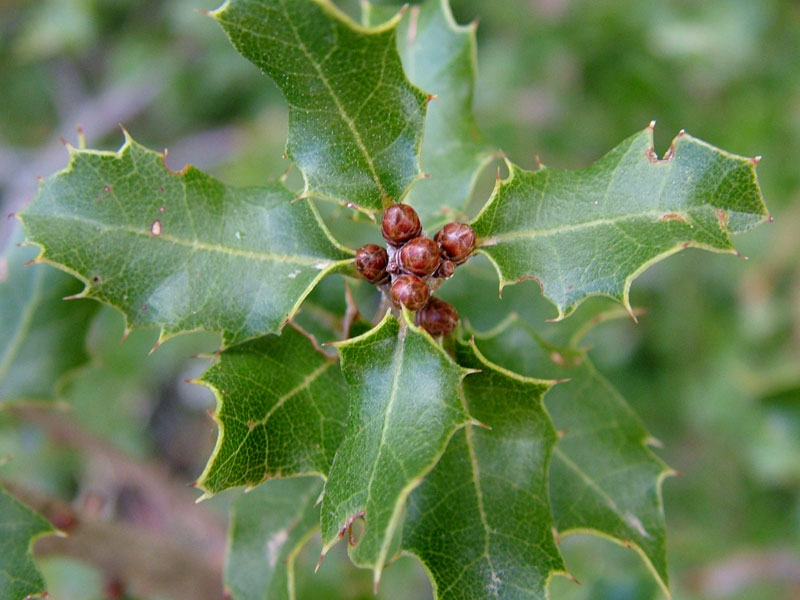 Foto de Valdeavellano (Guadalajara), España
