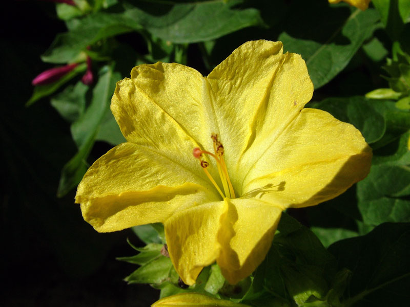 Foto de Valdeavellano (Guadalajara), España