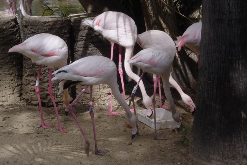 Foto de Jerez de la Frontera (Cádiz), España