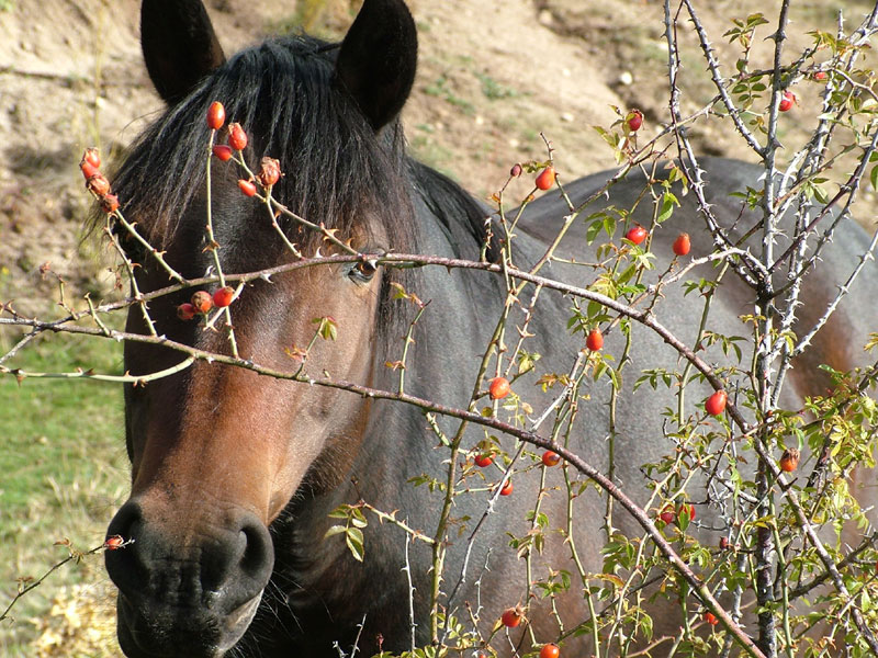 Foto de Madrid (Comunidad de Madrid), España