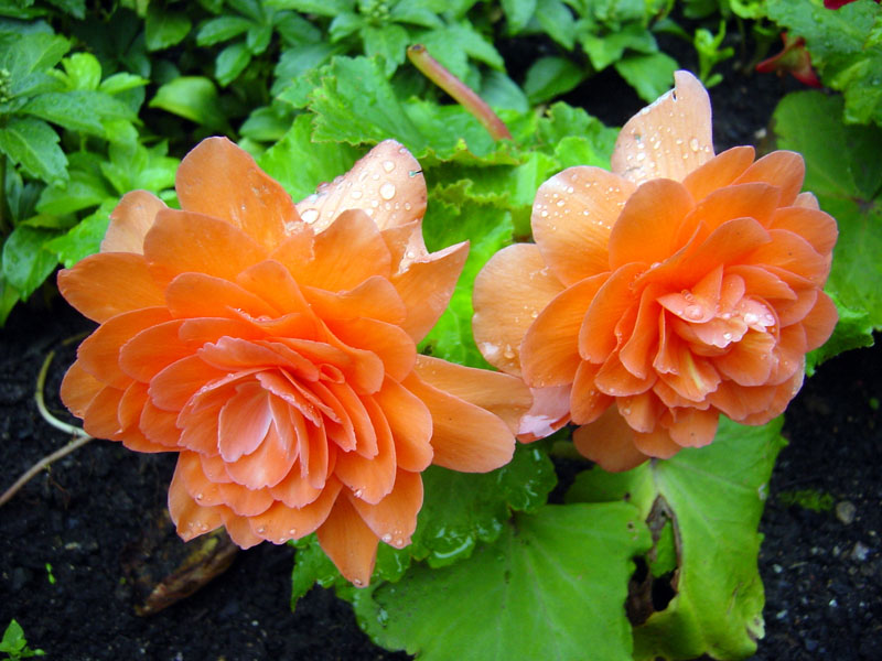 Foto de Karlovy Vary, República Checa