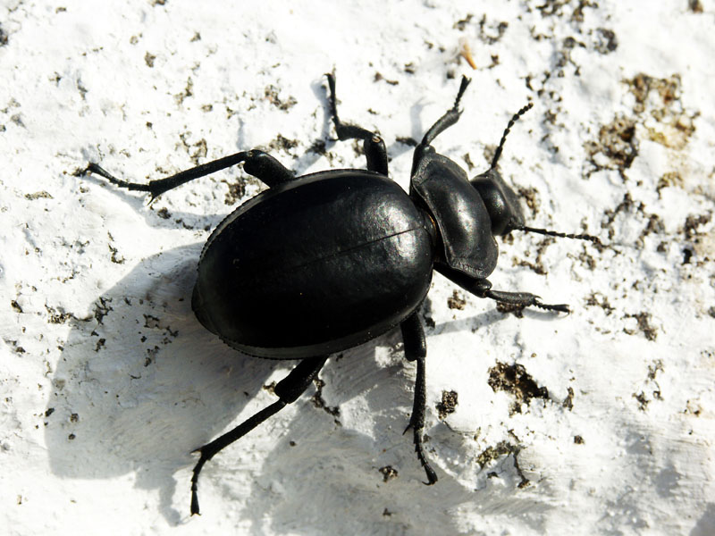 Foto de Casares (Málaga), España