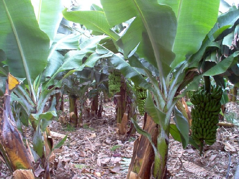 Foto de Los Realejos (Santa Cruz de Tenerife), España