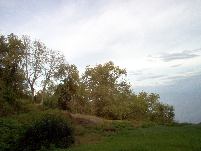 Foto de Santa Úrsula - Tenerife (Santa Cruz de Tenerife), España