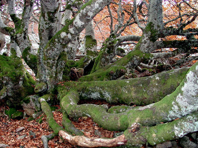 Foto de Riaza (Segovia), España