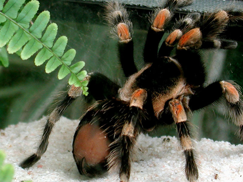 Foto de Madrid (Comunidad de Madrid), España