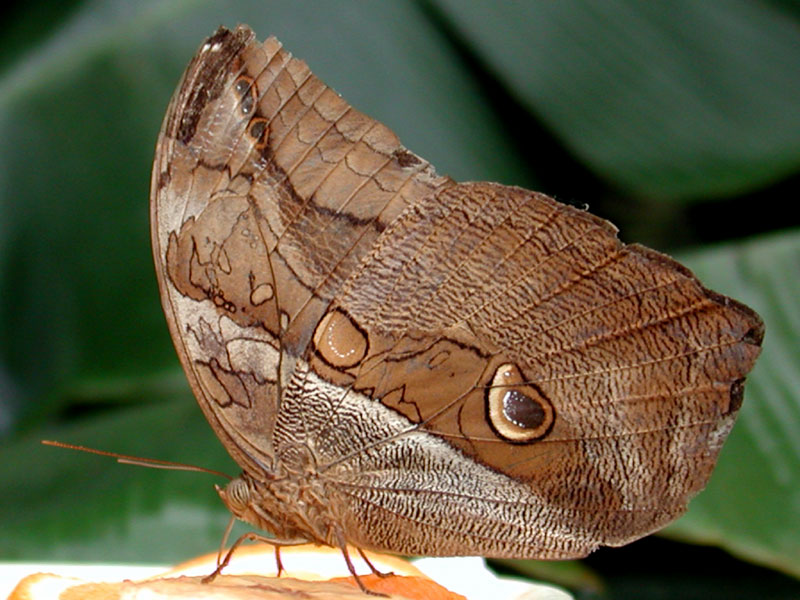 Foto de Madrid (Comunidad de Madrid), España