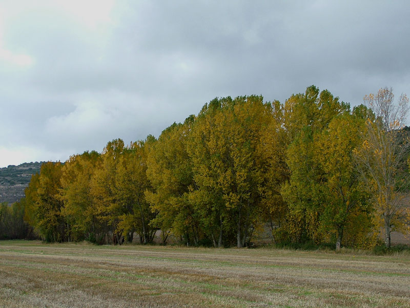 Foto de Lupiana (Guadalajara), España