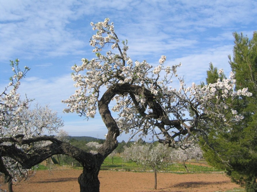 Foto de Ibiza (Illes Balears), España