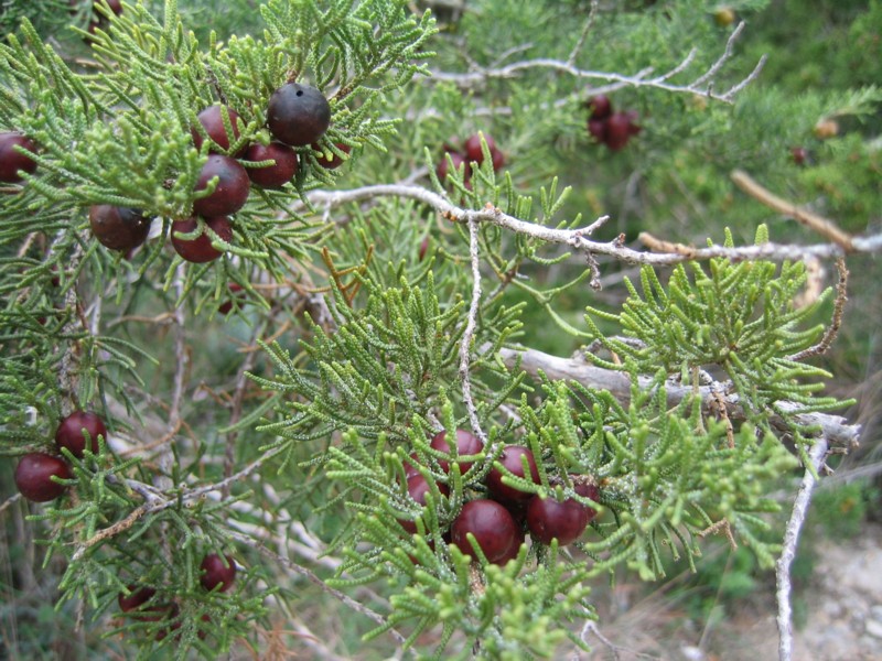 Foto de Ibiza (Illes Balears), España
