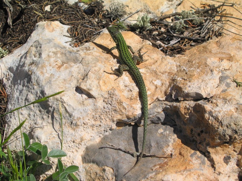 Foto de Ibiza (Illes Balears), España