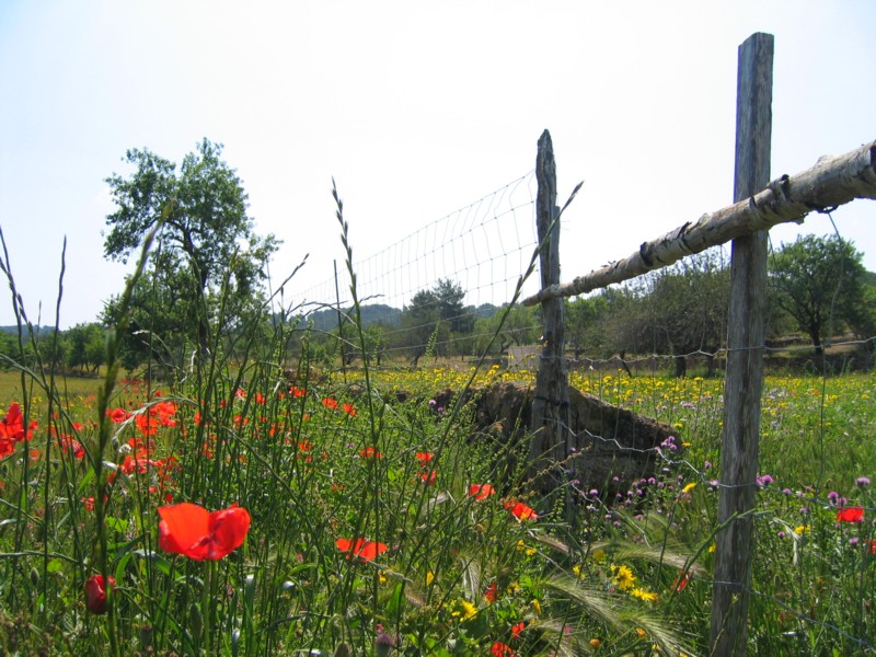Foto de Ibiza (Illes Balears), España